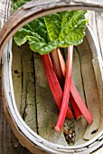 FRESHLY CUT RHUBARB