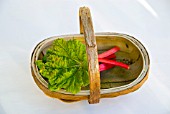 FRESHLY CUT RHUBARB