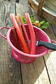 HARVESTED RHUBARB