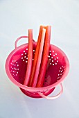 HARVESTED RHUBARB