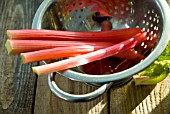 HARVESTED RHUBARB