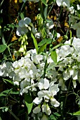 LATHYRUS LATIFOLIUS ALBUS