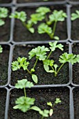 PARSLEY SEEDLINGS