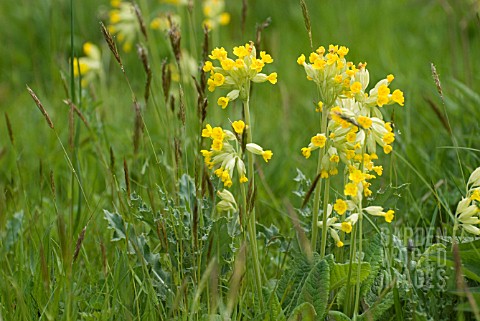 COWSLIPS_NATURALISED_IN_GRASS