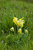 NATURALISED COWSLIPS