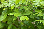 CARPINUS BETULUS YOUNG LEAVES