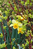 NARCISSUS GROWING UNDER CORNUS ALBA