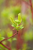 CORNUS ALBA SIBIRICA