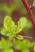 CORNUS ALBA SIBIRICA