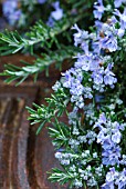 DEWDROPS ON ROSMARINUS OFFICINALIS