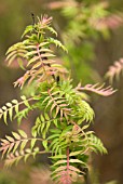 SORBARIA SORBIFOLIA SEM