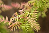 SORBARIA SORBIFOLIA SEM