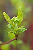 CORNUS ALBA SIBIRICA