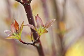 CORNUS ALBA KESSELRINGII