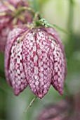 FRITILLARIA MELEAGRIS