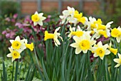 NARCISSUS WISLEY