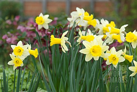 NARCISSUS_WISLEY