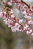 PRUNUS PENDULA VAR ASCENDENS ROSEA