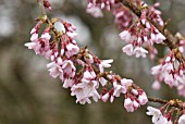 PRUNUS PENDULA VAR ASCENDENS ROSEA