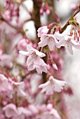 PRUNUS PENDULA VAR ASCENDENS ROSEA