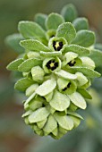 EUPHORBIA CHARACIAS SUBS WULFENII JOHN TOMLINSON