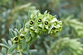 EUPHORBIA CHARACIAS SUBS WULFENII JOHN TOMLINSON