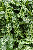 ARUM ITALICUM