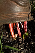 FORCED RHUBARB CROP