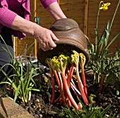 FORCED RHUBARB CROP