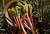 FORCED RHUBARB CROP