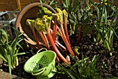 FORCED RHUBARB CROP