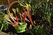 FORCED RHUBARB CROP