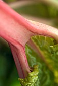 HARVESTED FORCED RHUBARB