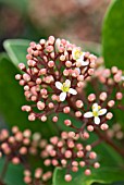 SKIMMIA JAPONICA RUBELLA