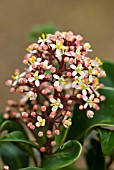 SKIMMIA JAPONICA RUBELLA