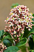 SKIMMIA JAPONICA RUBELLA