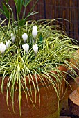 CROCUS JEANNE D ARC WITH CAREX IN A POT