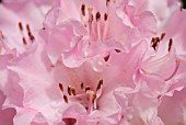 RHODODENDRON IMA-SHOJO