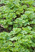 ACONITUM NEW SPRING GROWTH