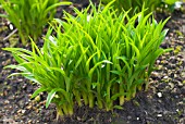 HEMEROCALLIS NEW SPRING GROWTH