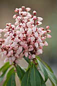 PIERIS BONFIRE