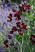 LATHYRUS BEAUJOLAIS