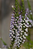 FABIANA IMBRICATA F. VIOLACEA