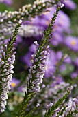 FABIANA IMBRICATA VIOLACEAE