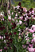 LATHYRUS BEAUJOLAIS