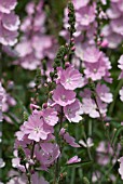 SIDALCEA SUSSEX BEAUTY