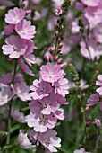 SIDALCEA SUSSEX BEAUTY