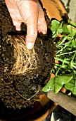 ROOTBOUND PELARGONIUM BEING PLANTED IN CONTAINER