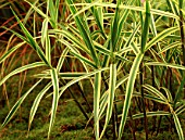 CAREX PHYLLOCEPHALA SPARKLER