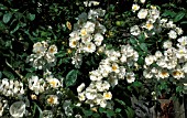 ROSA BOBBIE JAMES RAMBLER,  CLIMBER,  ROSE